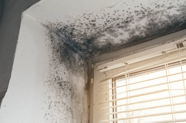 Affordable Attic Mold Remediation solutions in Greenville, KY