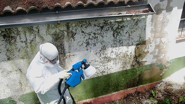 Top rated local Attic Mold Remediation specialists in Greenville, KY